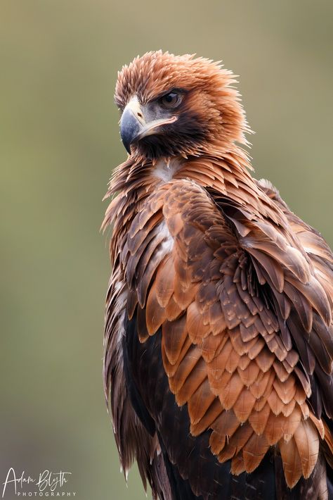 Wedge-tailed Eagle (juvenile)... - Adam Blyth Photography Australian Wedge Tailed Eagle, Eagle Photography, Wedge Tailed Eagle, Eagle Pictures, Bird Of Prey, Animal References, Birds Of Prey, Work Ideas, Crows