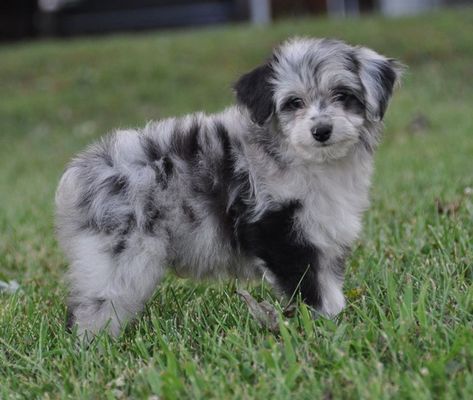 11 Of The Cutest Mixed Breed Puppies Toy Aussiedoodle, Australian Shepherd Poodle Mix, Mini Aussiedoodle, Mixed Breed Puppies, Toy Poodle Puppy, Dog Crossbreeds, Miniature Australian Shepherd, Love My Dog, Australian Shepherds