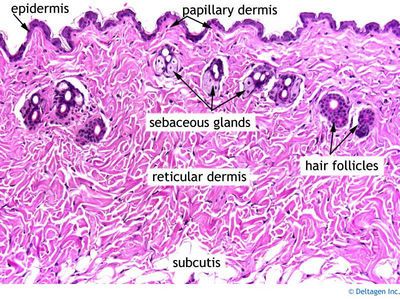 Skin (labels) - histology slide Tissue Biology, Histology Slides, Skin Anatomy, Integumentary System, Medicine Notes, Vet Medicine, Basic Anatomy And Physiology, Medical School Studying, Medical School Essentials