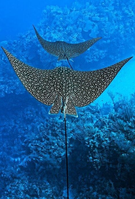 Sting Rays, Spotted Eagle Ray, Alfabet Font, Creature Marine, Eagle Ray, Fauna Marina, Beautiful Sea Creatures, Water Animals, Marine Biologist