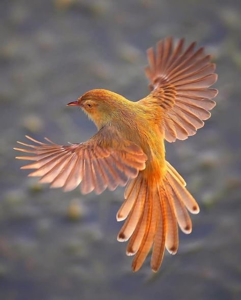 Bird Flying, Wild Kingdom, Montezuma, Bird Wings, Bird Pictures, Exotic Birds, Bird Drawings, Pretty Birds, Bird Photo