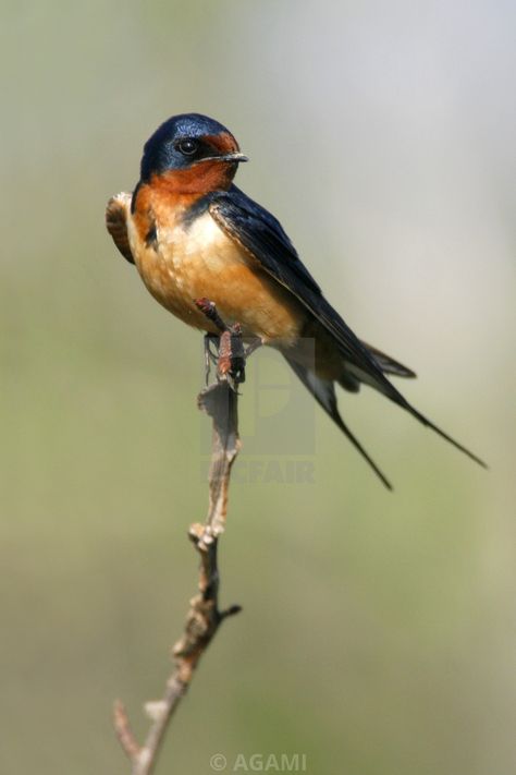 Bird Reference, Arte Doodle, Barn Swallow, Swallow Bird, Bird Carving, Nature Birds, Swallows, Bird Pictures, Animal Sketches