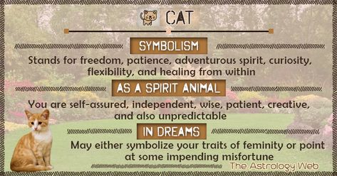 White Cat Spiritual Meaning, White Cat Symbolism, Animal Omens, Cat Meaning, Animal Totem Spirit Guides, Cat Symbolism, Cat Spirit Animal, Cat Totem, Spirit Animal Meaning