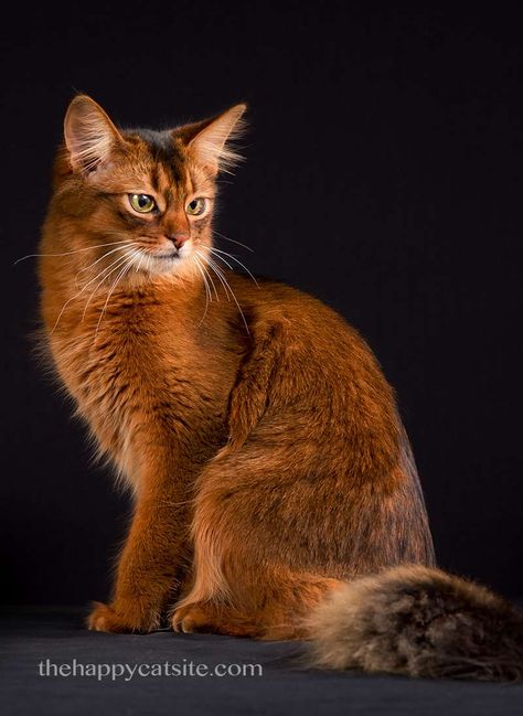 Somali cats are another contender in our search for the best cat breeds for children Somali Cats, Somali Cat, Best Cat Breeds, Cat Spray, Image Chat, Cats Breeds, Brown Cat, Airbrush Art, Best Cat