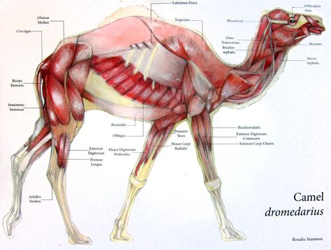 Camel Muscular System by Otvali on DeviantArt Camel Animal, Camels Art, Animal Anatomy, Animal Skeletons, Muscle Anatomy, Anatomy For Artists, Animal Study, Animal Book, Scientific Illustration