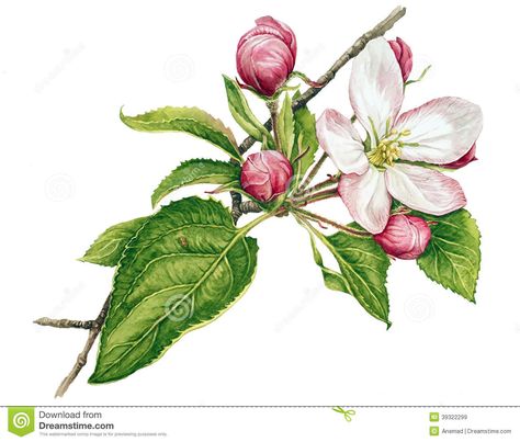 Snow White Apple Tree Blossoms, Botanical Floral Art, Tree Tattoo Designs, Illustration Botanique, 수채화 그림, Botanical Painting, Tree Illustration, Tree Drawing, Botanical Drawings