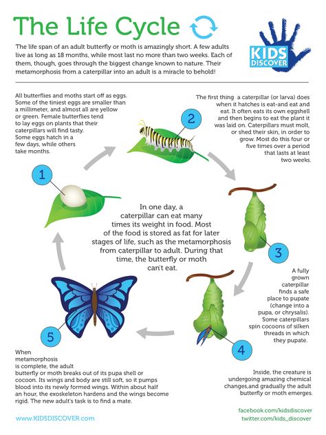 Metamorphosis Free InfoGraphic from Kids Discover Magazine. Also see free Butterflies and Moths lesson plan. Butterfly Information, Science Life Cycles, Life Cycle Of A Butterfly, Cycle Of A Butterfly, Butterfly Metamorphosis, Small Wave Tattoo, Stem Experiments, Animal Life Cycles, 4th Grade Science