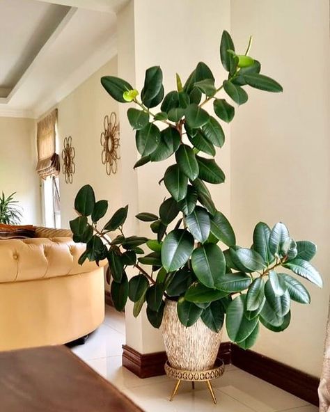 Discover the Best Indoor Plants for Every Room of Your House and enhance the aesthetic appeal with greenery at every part of home. Rubber Tree Plant Care, Rubber Plant Indoor, Indoor Tree Plants, Rubber Plant Care, Money Plants, Tall Indoor Plants, Rubber Tree Plant, Room Plants, Popular House Plants