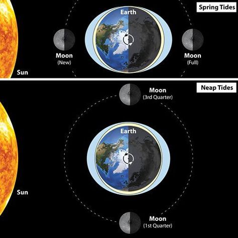 Spring tides and neap tides of the Earth's oceans: Tides And The Moon, Moon And Tides, Apologia Anatomy, Moon Science, Science Facts Mind Blown, Earth Science Lessons, Tata Surya, General Physics, Montessori Science