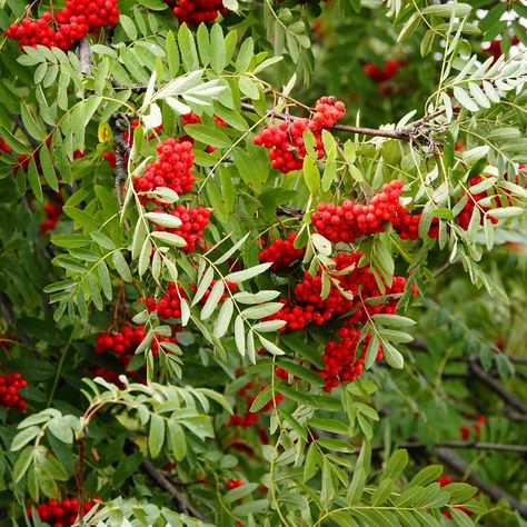 Mountain Ash Tree, Sorbus Aucuparia, Food Forest Garden, Norway Spruce, Tiny White Flowers, Mountain Ash, Food Forest, Forest Garden, Tree Seeds