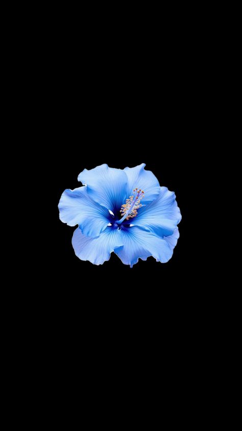 Hibiscus Flower Wallpaper Aesthetic, Flower Lockscreen, Black Flowers Wallpaper, Black And Blue Wallpaper, Flowers Black Background, Lily Wallpaper, Cute Home Screen Wallpaper, Blue Flower Wallpaper, Wallpaper Iphone Love