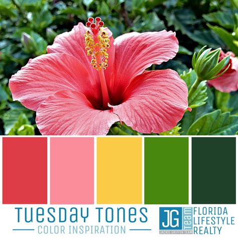 Tropical Color Pallette, Hibiscus Flower Color Palette, Hibiscus Color Palette, Beach House Color Palette, Tropical Color Palette, Colour Moodboard, Roselle Tea, Tropical Palette, Beach Color Palettes