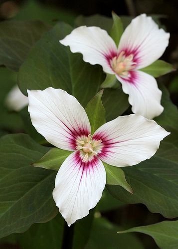 ˚Trillium undulatum - Painted Trillium - Blue Ridge Parkway, NC Trillium Flower, Fancy Fonts, Plant Identification, Blue Ridge Parkway, Nature Tattoos, Floral Illustrations, Blue Ridge, Native Plants, Botanical Illustration