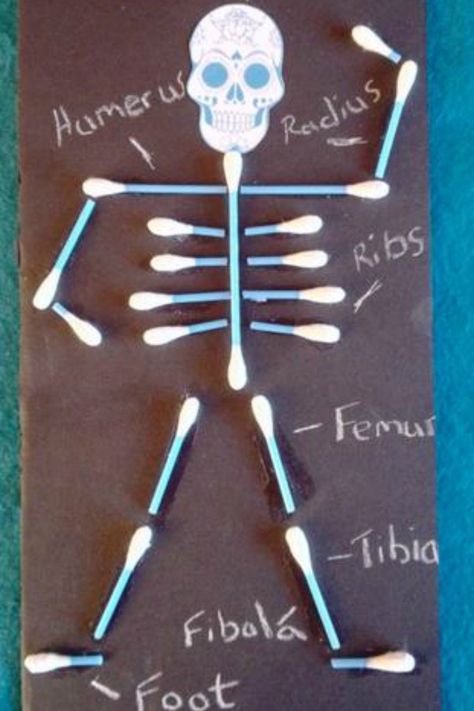 Educational Crafts For Kids, Human Body Crafts, Human Body Projects, 123 Homeschool 4 Me, Human Skeleton Anatomy, Human Body Activities, Body Bones, Body Craft, Lacing Cards