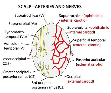 Scalp Anatomy, Anatomy Of The Body, Anatomy Head, Nerve Anatomy, Medical Mnemonics, Arteries And Veins, Medical Student Study, Couples Phone Cases, Medical Anatomy