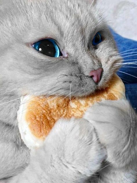 Cat Eating Burger, Cat Images Funny, Cat Eating Food, Hungry Meme, Funny Cat Eating, Mad Cats, Nerd Cat, Cat Eat, Funny Cat Images