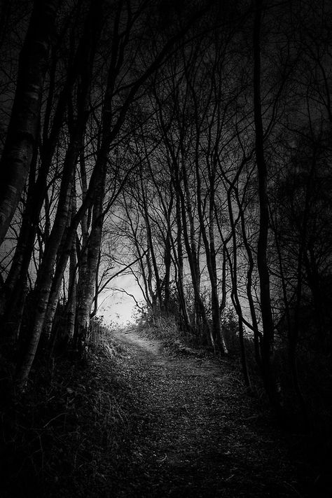 b & w twilight Path In The Woods, White Photo, In The Woods, At Night, Trees, Black And White, White, Black