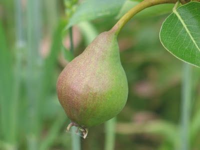 Pear Tree Guild, Permaculture Guilds, Tree Guild, Floral And Fauna, Crimson Clover, Nitrogen Fixation, Dandelion Wine, Bermuda Grass, Bartlett Pears