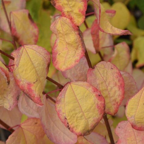 Cercidiphyllum japonicum 'Chameleon' - variegated leaves turning golden in autumn Dogwood Hedge, Cornus Alba Sibirica, Dogwood Bush, Dogwood Shrub, Katsura Tree, Cornus Alba, Red Twig Dogwood, Twig Dogwood, Bog Garden