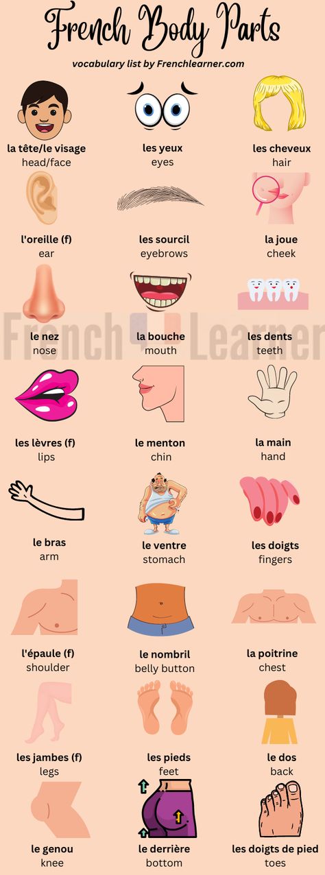 French Body Parts Vocabulary | FrenchLearner Vocabulary Words With Pictures, French Body Parts, Body Parts For Kids, Vocabulary List, English Lessons For Kids, French Lessons, Print Out, Learn French, English Lessons