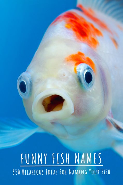 Names For Goldfish, Fish Names Ideas Funny, Names For Fish Pet, Fish Names Ideas Cute, Funny Fish Names, Beta Fish Names, Stuffed Animal Names, Goldfish Names, Fish Names