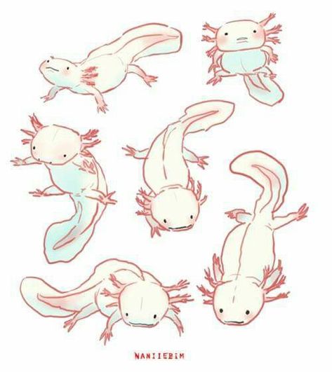 Axotl Drawing, Drawing Of Axolotl, Axotol Drawing, Axolotl Person Art, Axolotl Art Illustrations, Axolotl Drawing Reference, Axolotl Side View, Axolotl Art Cute, Axolotl Oc Art