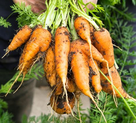 Handful of carrots Carrots Garden, Chinese Leaves, Chinese Mustard, Pea Plant, How To Grow Vegetables, Veg Patch, Spring Treats, Salad Leaves, Growing Potatoes