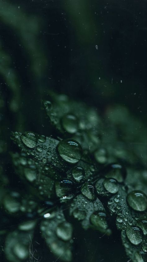 Minimalistic Green Aesthetic, Hunter Green Asthetics, Forest Green Background Iphone, Viridian Aesthetic Wallpaper, Phthalo Green Aesthetic Wallpaper, Green Healing Aesthetic, Dark Color Wallpaper Aesthetic, Dark Green Texture Background, Deep Green Aesthetic Vintage