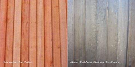 Western Red Cedar is by far the most popular cladding for garden rooms, this is because it requires no ongoing maintenance and has a long lifespan. We often write on this guide how Western Red Ceda... Red Cedar Cladding, Crittal Extension, Exterior Cladding Ideas, Exterior Wood Cladding, Extension Exterior, Vertical Cladding, Western Red Cedar Cladding, Cladding Ideas, Cedar Wood Projects