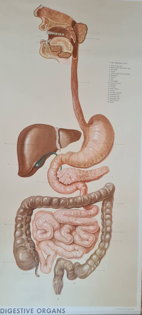 We are pleased to present for sale this large anatomical poster of the human digestive system, dating from 1955. This large original poster is printed on canvas with two wooden end pieces - one with string allowing the poster to be hung from a wall and rolled up when not in use. The poster is by Ernst Klett Verlag, Stuttgart and was published by Adam Rouilly. It is 115 cm by 80 cm in size. It shows all the essential parts of the digestive system and elementary canal, from mouth to large intestin Large Intestine Drawing, Digestive System Aesthetic, Human Digestive System Diagram, Mouth Digestive System, Digestive System Drawing, Intestines Art, Digestive System Illustration, Intestines Drawing, Digestive System Poster