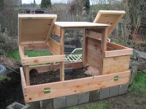 Quail Coop Ideas, Quail Hutch, Quail Pen, Quail House, Coturnix Quail, Button Quail, Quail Coop, Hutch Ideas, Raising Quail