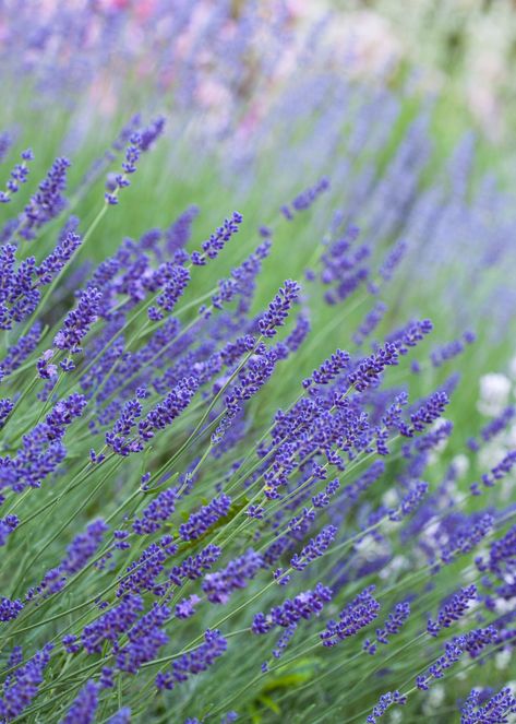 Harvesting Lavender, Dry Lavender, Lavender Varieties, Edging Plants, Scented Geranium, Growing Lavender, Fragrant Garden, Landscape Edging, Garden Shrubs