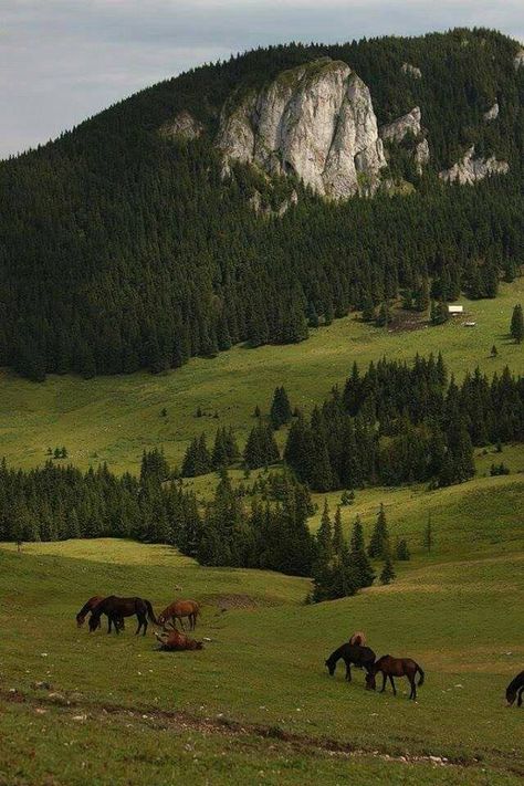 Horses Grazing, Mountain Aesthetic, Nature Aesthetic, Pretty Places, Travel Aesthetic, Mother Earth, Beautiful World, Pretty Pictures, Mother Nature