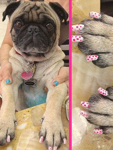 Is painting (and Instagramming!) your dog's nails a new trend? Dog Nail Art, Pugs And Kisses, A Pug, Dog Nails, Pugs Funny, Pug Lover, Cute Pugs, Pug Love, Pug Life