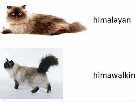 Morning Cat, Himalayan Cat, Pictures Of Cats, Cat Meme, Funny Cat Memes, Dad Jokes, Animal Memes, Cute Funny Animals, Himalayan