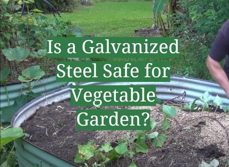 Galvanized Steel Is a Common Material Used in the Manufacture of Steel Containers, Including Food Containers. Learn More About Galvanized Steel and Whether It’s Safe for Use in a Vegetable Garden. Galvanized Container Gardening, Galvanized Tank Garden, Metal Container Garden, Raised Galvanized Garden Beds, Galvanized Raised Garden Beds Layout, Galvanized Steel Raised Garden Beds, Galvanized Garden Beds, Galvanized Raised Garden Beds, Stock Tank Gardening