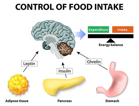 Leptin Resistance Diet, Leptin And Ghrelin, Makanan Rendah Kalori, Leptin Resistance, Metabolic Diet, Adipose Tissue, Photo Grid, Fat Loss Diet, Endocrine System