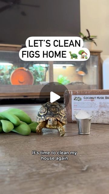 Chas | Plants and Pets 🪴🐾 on Instagram: "Watch Fig take housekeeping to a whole new level with @zillarules Coconut Husk Brick! 🐢🥥 AD | Sponsored

We change Figs bedding once a month & deep clean every 6 months!

Coconut husk is clean, natural, and cozy, it’s the perfect choice for a tortoise habitat! #ZillaPartner #RepYourself
.
.
.
.
.
.
.
#tortoiselover #reptilemom #reptilesofinstagram #exoticreptiles #reptilesofinsta #tortoiseenclosure #petreptile #cutepetsofinstagram #petcare" Diy Tortoise Hide, Sulcata Tortoise Habitat Indoor, Turtle Habitat Ideas Indoor, Diy Tortoise Habitat Indoor, Tortoise Habitat Indoor, Tortoise Enclosure Indoor, Tortoise Vivarium, Turtle Pet, Pet Tortoise