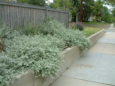 Helichrysum petiolare - Google Search Helichrysum Petiolare, California Landscaping, Beach House Garden, Licorice Plant, Front Yard Plants, Mediterranean Plants, Dry Garden, Mediterranean Garden, Landscaping Plants