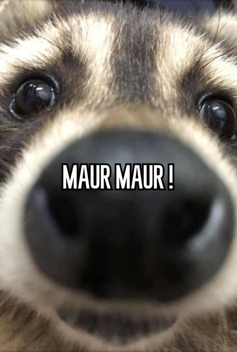 Maur Maur Raccoon, Maur Maur, Trash Pandas, Relatable Whispers, Trash Panda, Racoon, Hamsters, Fashion Outfit, Outfit Ideas