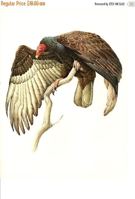 Raptor Art, Turkey Vulture, California Condor, Cute Animal Art, Animal Illustration Art, Wild Art, Vulture Culture, Illustration Botanique, Animal Reference