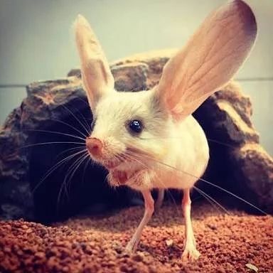 Long Eared Jerboa, Bizarre Animals, Regnul Animal, Big Ears, Interesting Animals, Unusual Animals, Animal Crackers, Rare Animals, Weird Animals