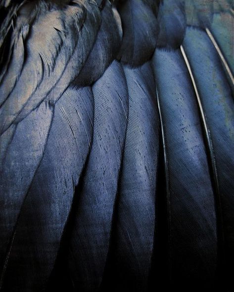 Feathers, Blue, Black