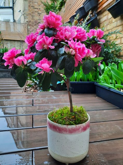 Azalea plant with bright pink flowers and small green leathery leaves atop a long, thin, trunk Azelia Bush Planting, Azalea Tree, Azalea Care, Azalea Plant, Azaleas Care, Azaleas Garden, Seed Starter Kit, Swim Gym, Seed Starter