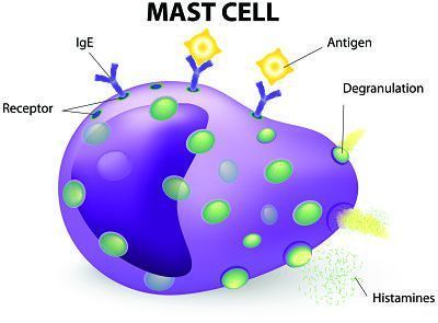 Mast Cells and Histamine in MPN Related Itching Explained - Histamine Intolerance Diet, Histamine Intolerance Symptoms, Urinary Bladder, Histamine Foods, Dr Becky, Blood Components, Mast Cell Activation, Dysautonomia Pots, Mast Cell Activation Syndrome