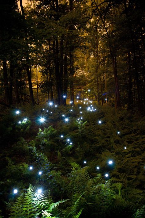 Interesting Photo of the Day: Fairies Light Up the Forest Johanna Basford Enchanted Forest, Celtic Goddess, Aesthetic Light, Forest Illustration, Fairy Aesthetic, Fantasy Forest, Forest Wallpaper, Forest Photography, Fantasy Aesthetic