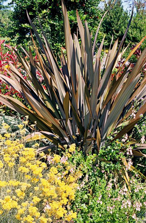 new-zealand-flax-5677f671 Spiky Plants, Deer Resistant Shade Plants, Red Hot Poker Plant, Grow Butterflies, Goldenrod Flower, Tall Ornamental Grasses, New Zealand Flax, Dianthus Flowers, Architectural Plants