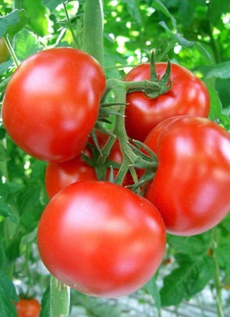 Beautiful Fruits Photography, Outdoor Small Garden, Growing Passion Fruit, Tomatoe Soup, Bed With Legs, Bed Layout, Giant Vegetable, Apple Blossom Flower, Garden Bed Layout