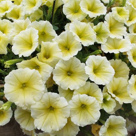 SUPERTUNIA® LIMONCELLO® Petunia - Garden Crossings Proven Winners Perennials, Beautiful Yellow Flowers, Petunia Plant, Long Blooming Perennials, Garden Calendar, Hummingbird Flowers, Garden Stand, Lavender Plant, Annual Flowers