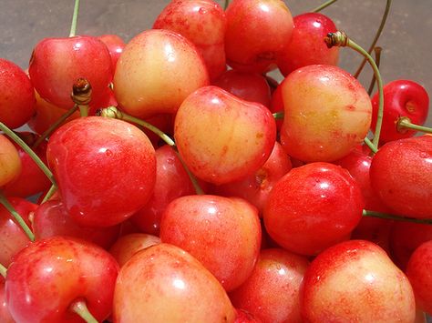 Rainer Cherries -The ONLY kind of cherries that I like. :-) Rainer Cherries, Rainier Cherries, Mind Diet, House Foundation, Washington State University, Fruit Shop, Old Tree, Sweet Cherries, Healthy Fruits